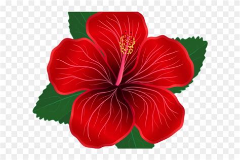 Hibiscus Clipart Shoeflower Red Hibiscus Flower Png Transparent Png