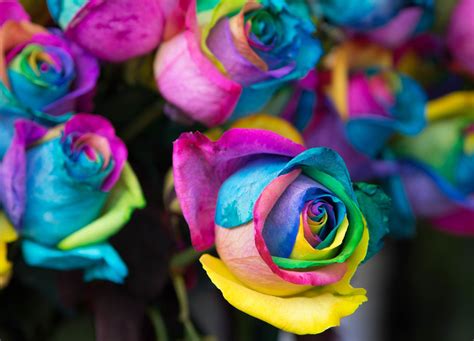 How To Create Rainbow Roses