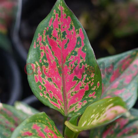 During vegetation, they use mh (metal halide) lights, which radiate light in the blue spectrum. Aglaonema Red Valentine 13cm - Indoor Plants Garden World