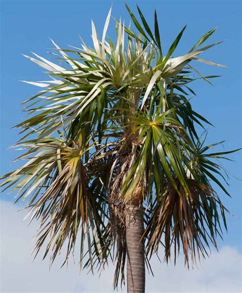 Coccothrinax Argentata Florida Silver Palm
