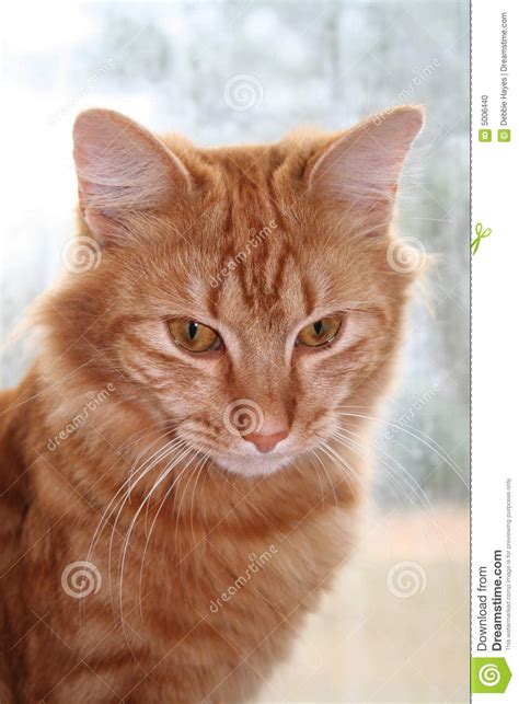 Orange Tabby Cat By The Window Stock Photo Image 5006440