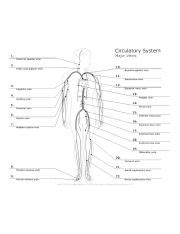 Laminated Human Circulatory System Diagram Educational