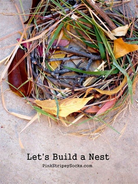 Build A Birds Nest Bird Nest Walking In Nature Birds