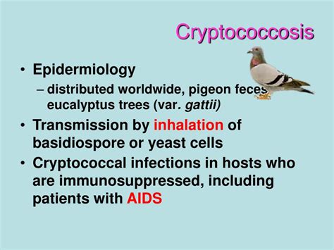 Ppt Cryptococcosis Powerpoint Presentation Free Download Id4493761