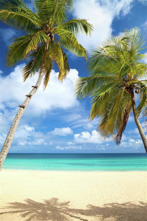 Palm Trees At A Tropical Beach In The Photograph By Cdwheatley Pixels