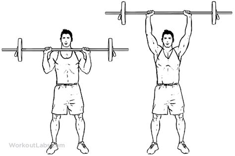 Standing Barbell Shoulder Press Workoutlabs Exercise Guide