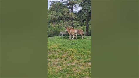 Domesticated Deer At Toronto Zoo Youtube