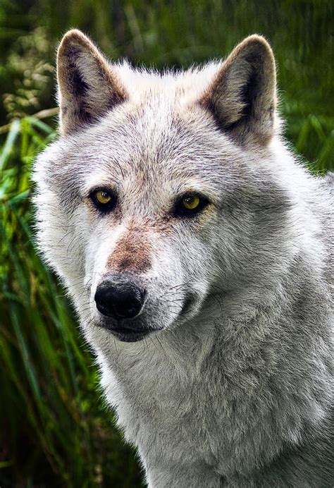 Wolf Alpha Male Photograph By Marcia Colelli Fine Art America