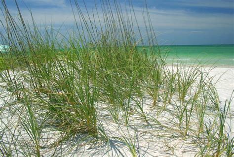 Beach Grasses Stock Image Image Of Wave Paradise Holiday 109815