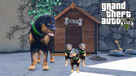 Chop The Dog Has Puppies Gta 5 Mods Youtube