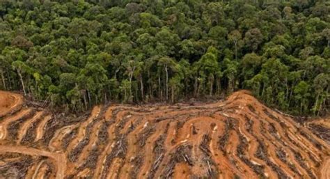 Laju Deforestasi Indonesia Naik Turun Begini Penjelasan Klhk