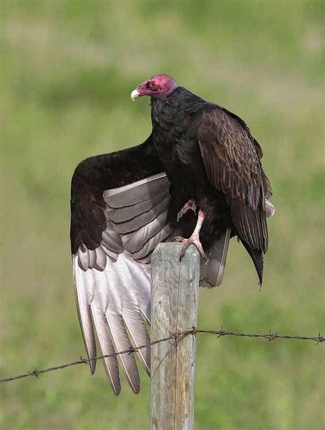 Animals Vultures Posted By Sifu Derek Frearson In 2021 Vulture