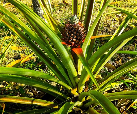 Bildet Tre Anlegg Frukt Blad Flora Ananas Vegetasjon
