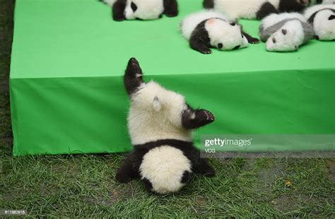 23 Giant Panda Cubs Make Their Debut To The Public At Chengdu News Photo Getty Images