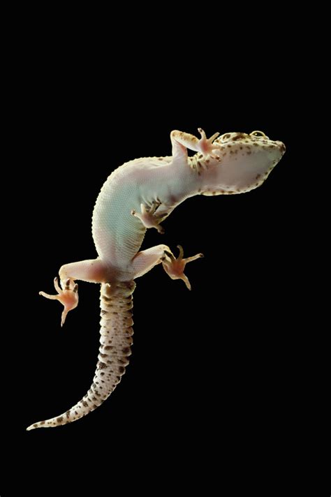 Sexing Leopard Geckos Male And Female Leopard Geckos