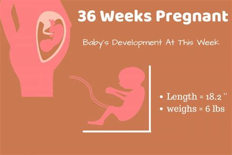 36 Weeks Pregnant Baby Development Info Graphic Babies Carrier
