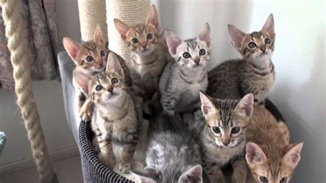 meulicats ocicats kittens follow  leader mov youtube