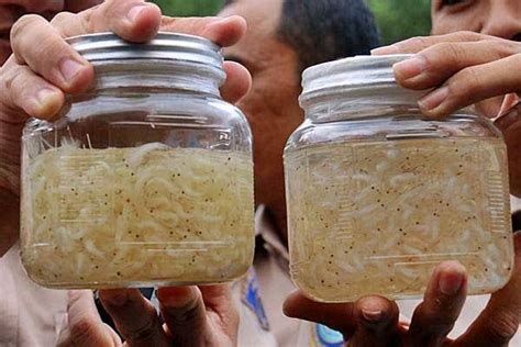 It is sad that the shia elders use false rhetoric to demand that their followers reject logic and morality Inilah Mengapa Benih Lobster "Haram" Diekspor ke Luar Negeri