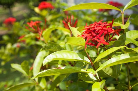 Red Tropical Flowers On A Background Of Green Leaves Stock Image