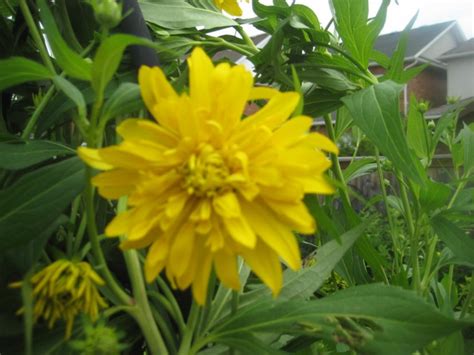 7 Foot Tall Bushy Plant With 2 3 Inch Yellow Flowers Flowers Forums