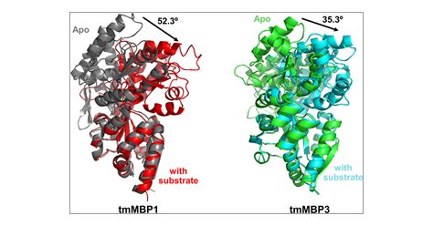 Differential Substrate Recognition By Maltose Binding Proteins