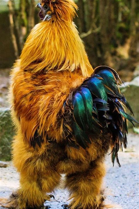 Pin By Mary Kay Peterson On Bird World In Beautiful Chickens