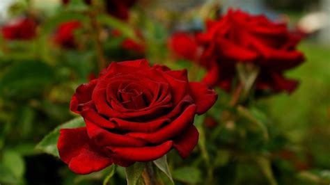 Flower Wallpaper Rose