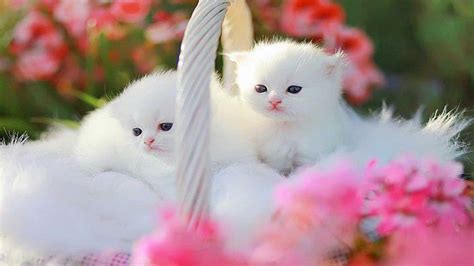 Cute Little Kittens Wallpaper Cats Images Cute Little Kitten Hd