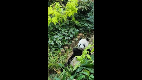 20220518 Giant Panda Kai Kai 凯凯 Eats Lunch River Wonders Singapore