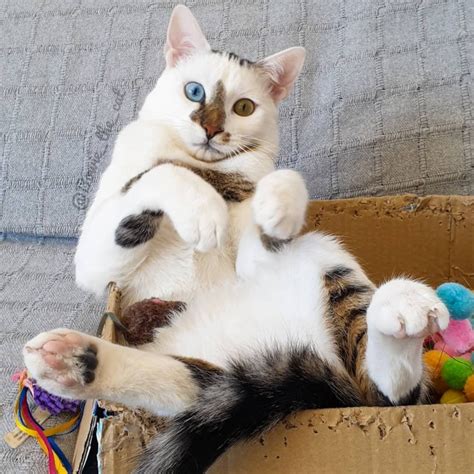 Meet Bowie The Rescue Kitten With Different Colored Eyes That S Going Viral On Instagram