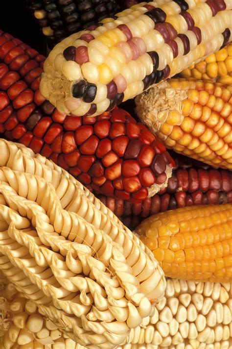 Download and use 30,000+ high resolution images for free. Free picture: genetically, modified, corn