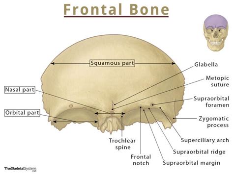 Frontal Bone Location Functions Anatomy Diagram