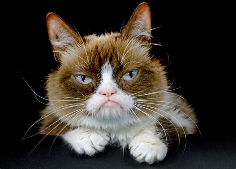 Grumpy Cat Pouty Faced Internet Sensation Dead At 7