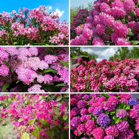 26 Gorgeous Pink Flowering Shrubs For Your Garden • Tasteandcraze