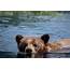 Grizzly Bear Swimming  Anne McKinnell Photography
