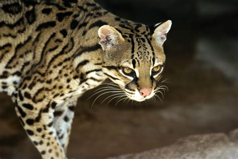 Facts About Ocelots Live Science
