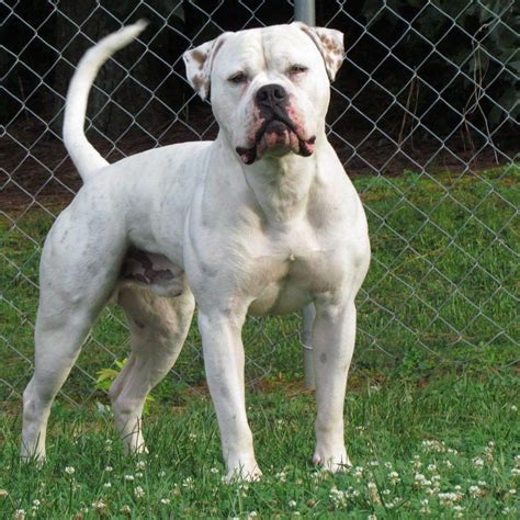 They are generally represented as being strong and tough. American Bulldog Vs Pitbull - Which Dog Is Right For You?