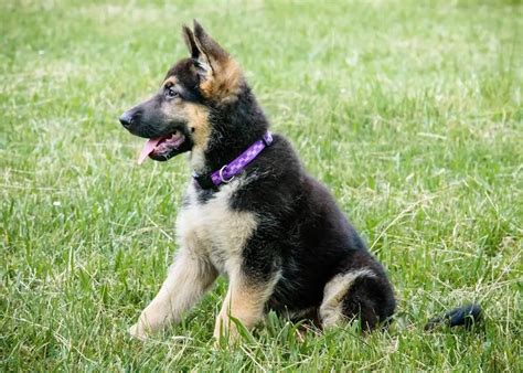 German Shepherd Puppies Facts To Ponder Before Bringing One Home