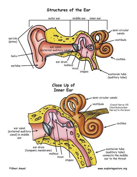 Hearing And The Structure Of The Ear In 2023 Human Ear Diagram Ear