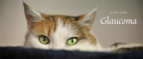 Secondary glaucoma and other forms. Cats and Glaucoma: An Eye Emergency | MSAH - Metairie ...