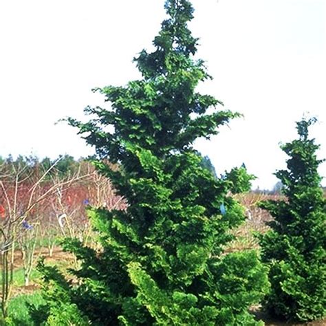 Fernspray Hinoki Cypress Copy Evergreen Bush Evergreen Shrubs