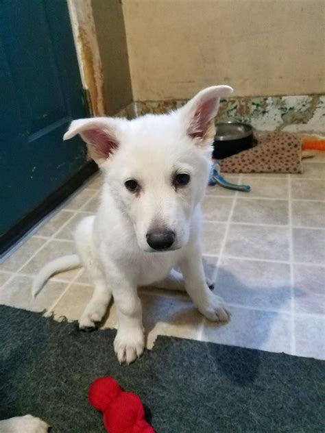 Puppies Burgin Snowcloud Shepherds