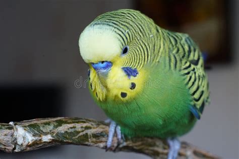 Yellow Green Budgie Sitting On A Branch Close Up Stock Image Image