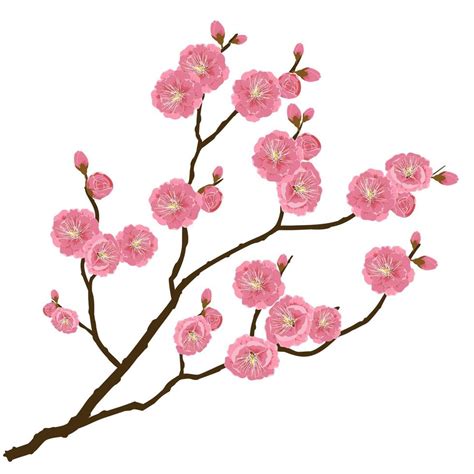 Plum Blossom The National Flower Of China 6762787 Vector Art At Vecteezy