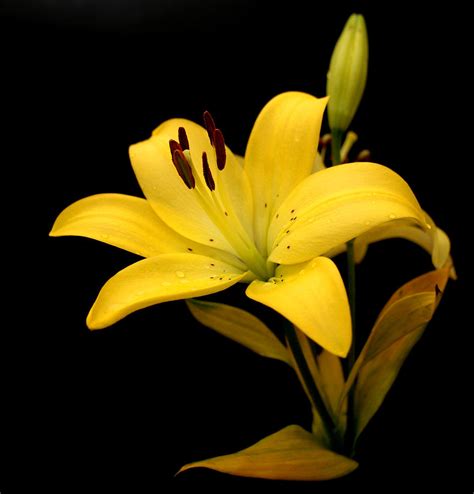Types Of Yellow Lily Flowers Yellow Lily Flower Image Free Stock
