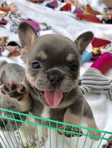 We have 4 beautiful lilac fawn puppies 2girls 2boys, both parents can be seen, pups will come with full kc papers, micro chipped in your info, vaccines paid for (if not already had them) and also will have a puppy pack with some little treats as a goodbye. Paris says hello everybody👋🏼 📲www.PoeticFrenchBulldogs.com ...