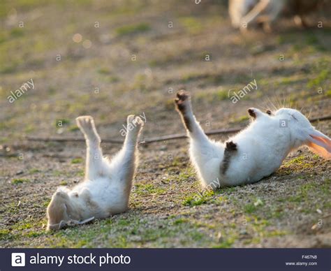Nagetiere hübsche tiere baby kaninchen baby hasen süße baby tiere kleiner hase lustige tiere niedliche tiere kleine tiere. Verwilderte Hauskaninchen (Oryctolagus Cuniculus) Baby ...