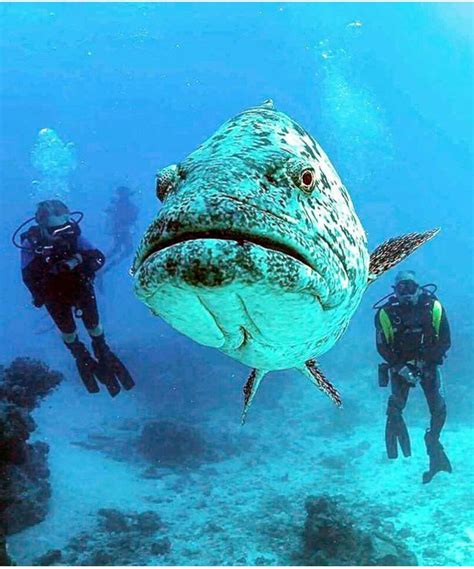 Underwater Wildlife Deep Sea Creatures Beautiful Sea Creatures
