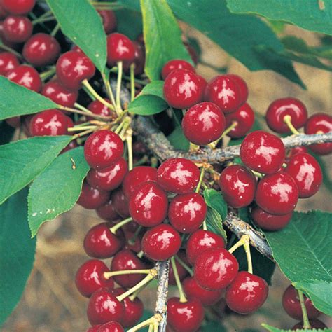 Cherry Summer Sun Tree From Mr Fothergills Seeds And Plants