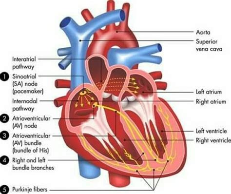 Heart Infographic Electrical Pathway Heart Infographic Infographic